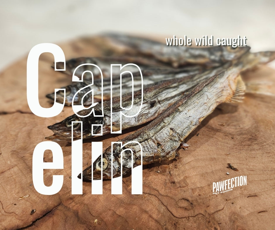 Wild Atlantic Capelin