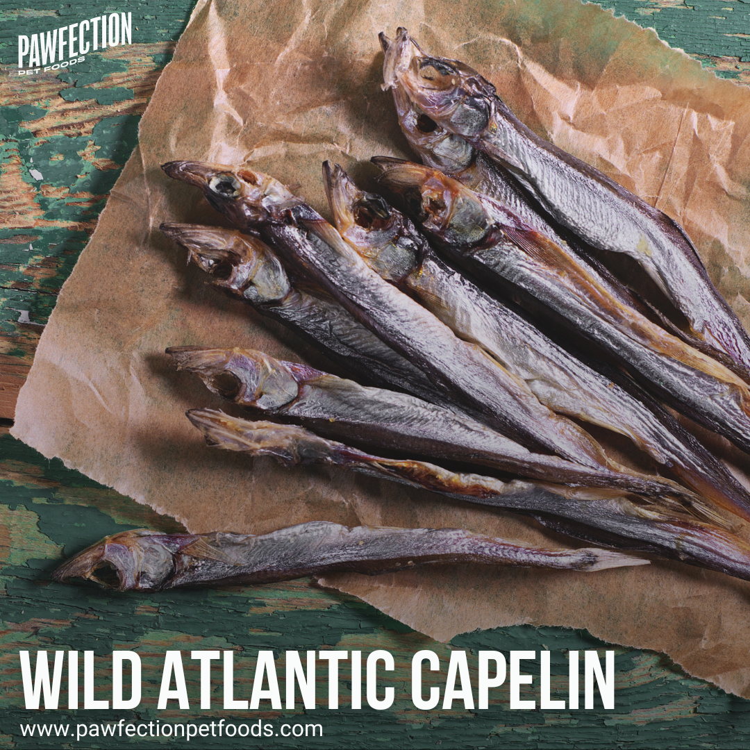 Wild Atlantic Capelin