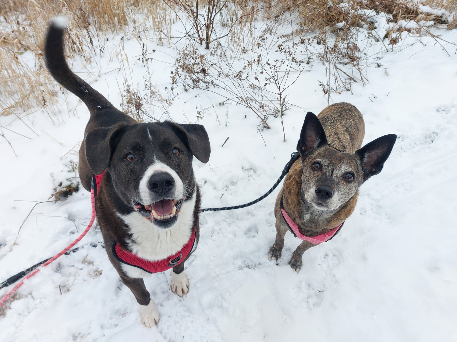 Kendra's dogs Koda and Kilo happily on a walk in the snow.