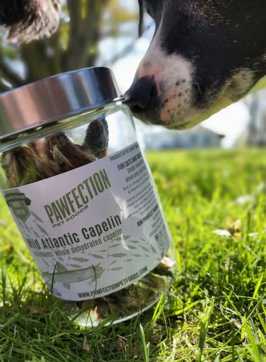 502376255_648037978233857_8537273935319451423_n